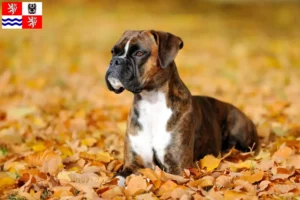 Read more about the article Boxer breeders and puppies in Central Bohemia