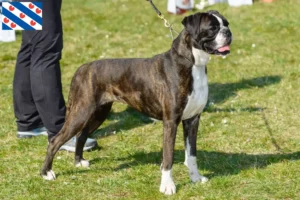 Read more about the article Boxer breeders and puppies in Friesland