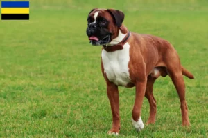 Read more about the article Boxer breeders and puppies in Gelderland