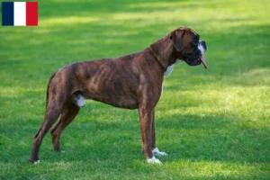 Read more about the article Boxer breeders and puppies in Guadeloupe