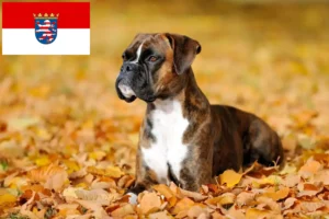 Read more about the article Boxer breeders and puppies in Hessen