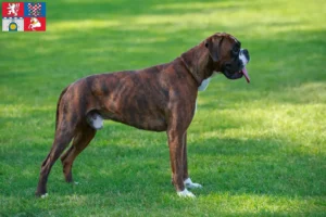 Read more about the article Boxer breeders and puppies in Pardubice