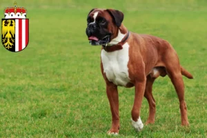 Read more about the article Boxer breeders and puppies in Upper Austria