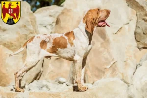 Read more about the article Bracco Italiano breeders and puppies in Burgenland