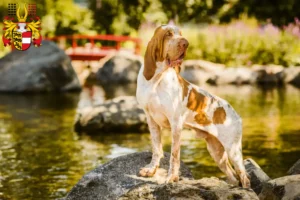 Read more about the article Bracco Italiano breeders and puppies in Carinthia