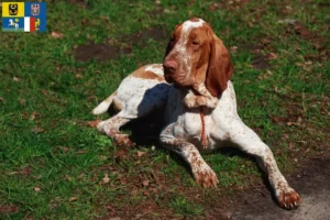 Read more about the article Bracco Italiano breeders and puppies in Moravia-Silesia