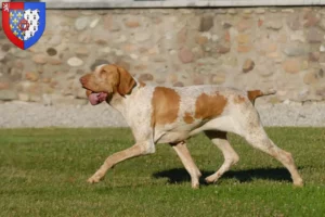 Read more about the article Bracco Italiano breeders and puppies in Pays de la Loire