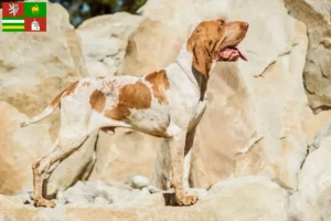 Read more about the article Bracco Italiano breeders and puppies in Pilsen