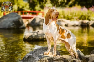 Read more about the article Bracco Italiano breeders and puppies in Prague