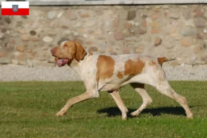 Read more about the article Bracco Italiano breeders and puppies in Thuringia