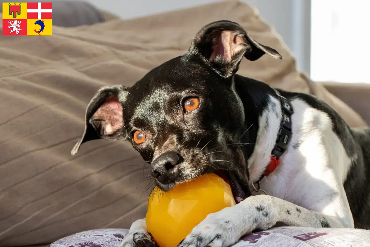 Read more about the article Brazilian Terrier breeders and puppies in Auvergne-Rhône-Alpes