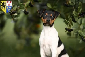 Read more about the article Brazilian Terrier breeder and puppies in Hauts-de-France