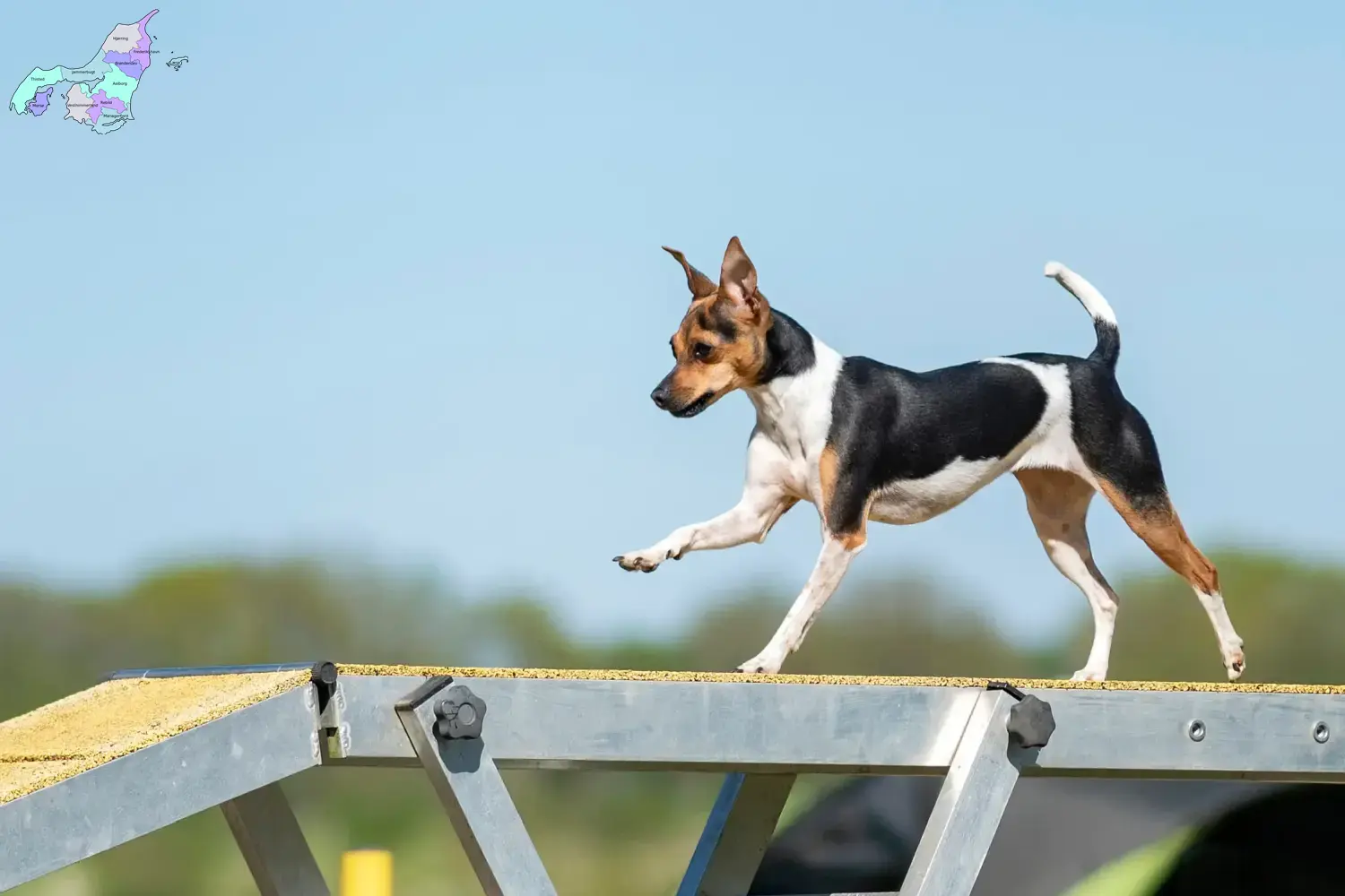 Read more about the article Brazilian Terrier breeder and puppies in Nordjylland