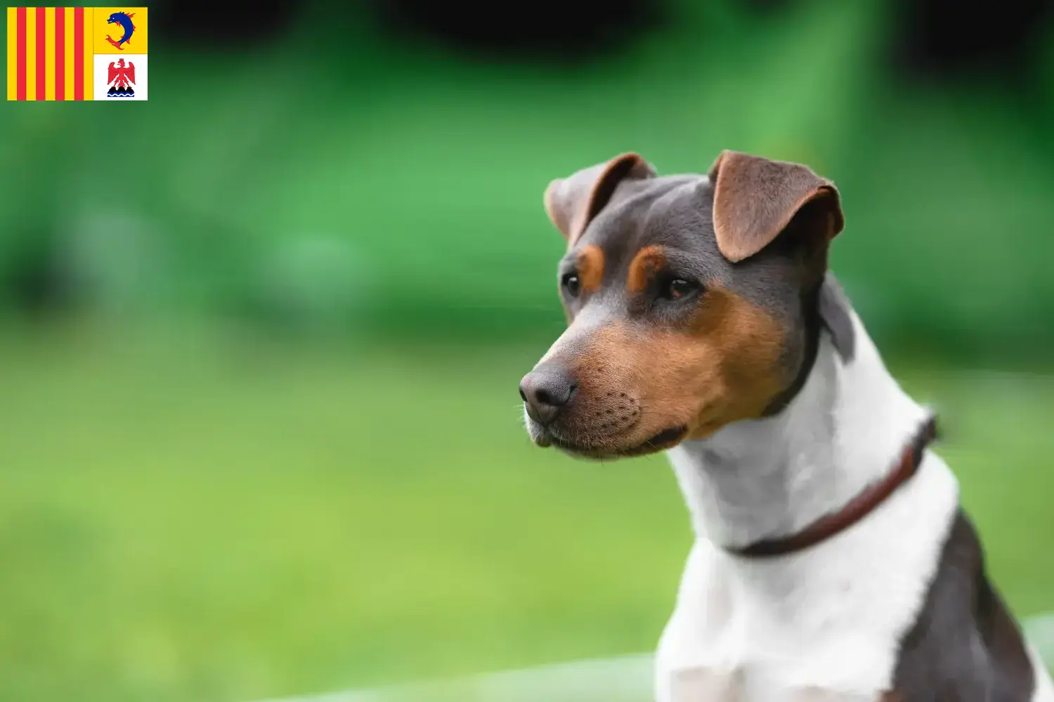 Read more about the article Brazilian Terrier breeders and puppies in Provence-Alpes-Côte d’Azur