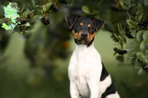 Read more about the article Brazilian Terrier breeder and puppies in Sjælland