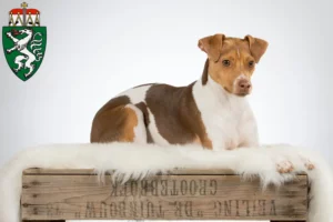 Read more about the article Brazilian Terrier breeders and puppies in Styria