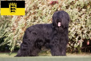 Read more about the article Briard breeders and puppies in Baden-Württemberg