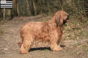 Read more about the article Briard breeders and puppies in Brittany