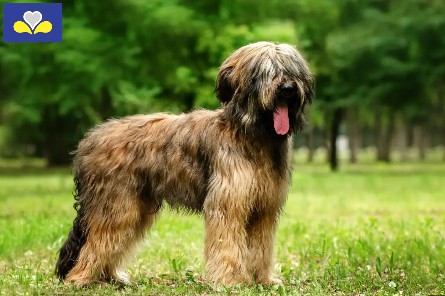 Read more about the article Briard breeders and puppies in the Brussels-Capital Region