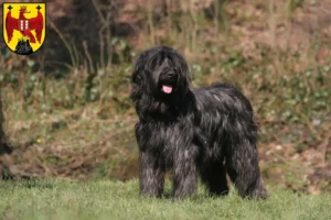 Read more about the article Briard breeders and puppies in Burgenland