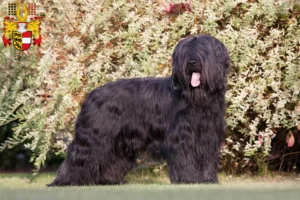 Read more about the article Briard breeders and puppies in Carinthia