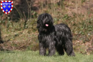 Read more about the article Briard breeders and puppies in Centre-Val de Loire