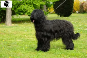 Read more about the article Briard breeders and puppies in Corsica