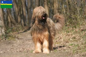 Read more about the article Briard breeders and puppies in Flevoland