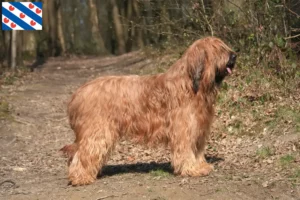 Read more about the article Briard breeders and puppies in Friesland