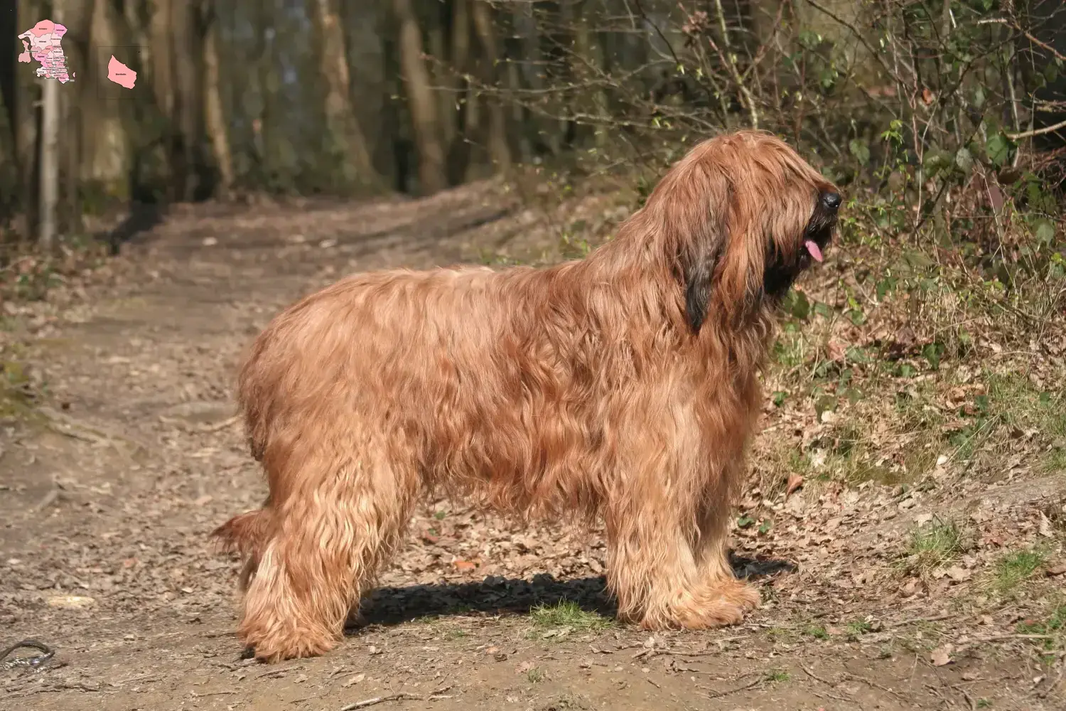 Read more about the article Briard breeder and puppies in Hovedstaden