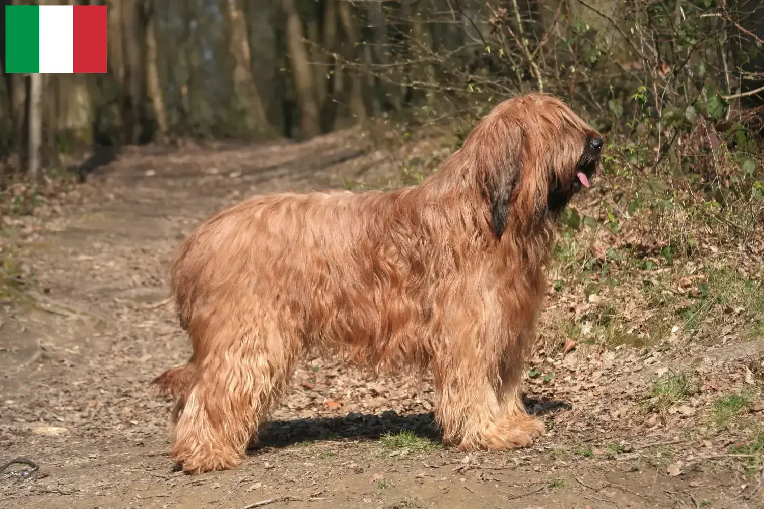 Read more about the article Briard breeders and puppies in Italy