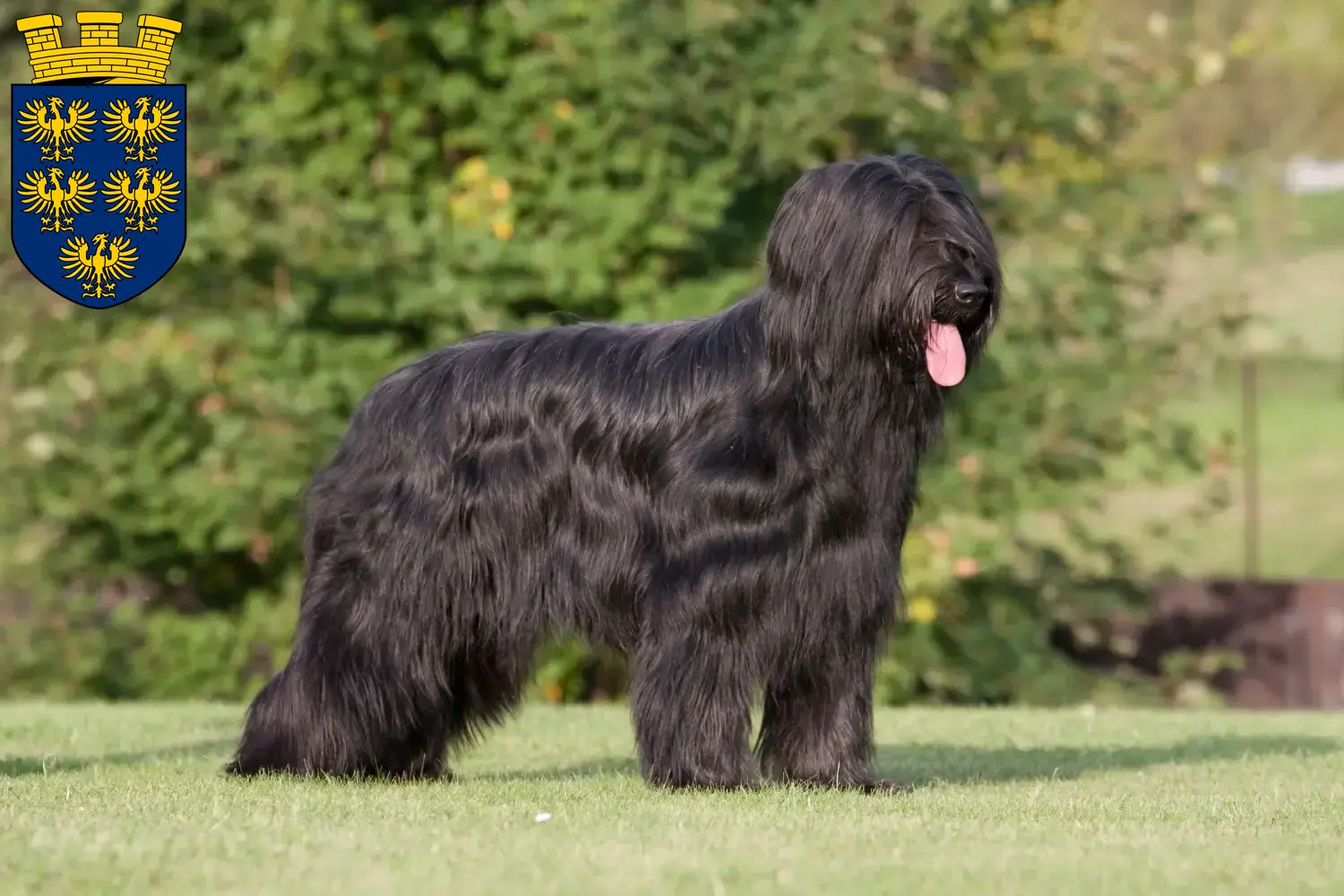 Read more about the article Briard breeders and puppies in Lower Austria