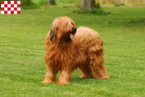 Read more about the article Briard breeders and puppies in North Brabant