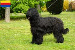 Read more about the article Briard breeders and puppies in North Holland