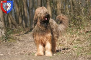 Read more about the article Briard breeders and puppies in Pays de la Loire