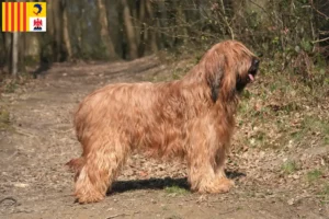 Read more about the article Briard breeders and puppies in Provence-Alpes-Côte d’Azur