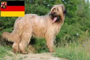 Read more about the article Briard breeders and puppies in Rhineland-Palatinate