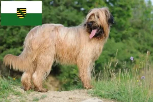 Read more about the article Briard breeders and puppies in Saxony