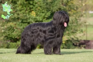 Read more about the article Briard breeders and puppies in Sjælland