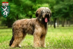 Read more about the article Briard breeders and puppies in Styria