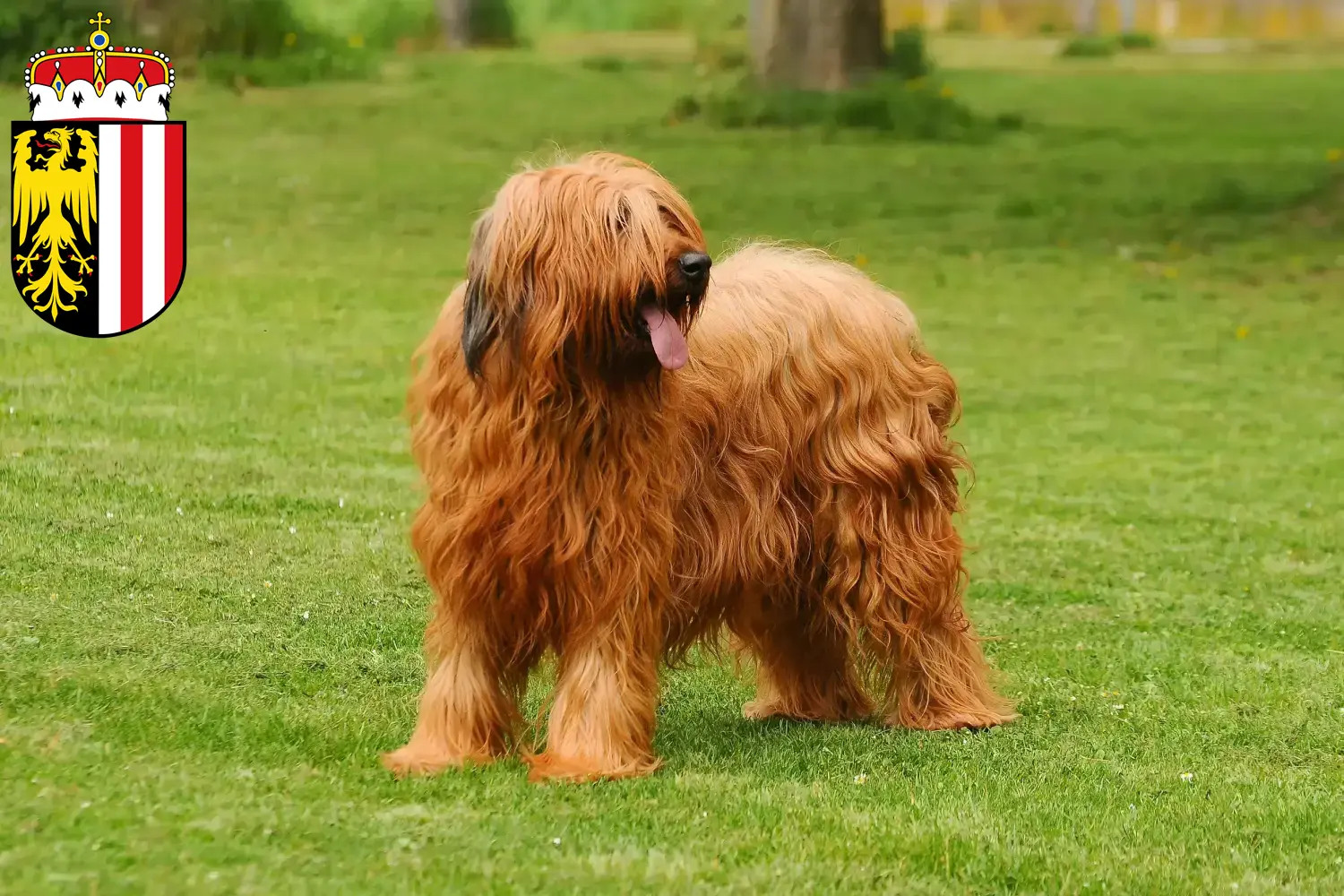 Read more about the article Briard breeders and puppies in Upper Austria