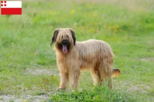 Read more about the article Briard breeders and puppies in Utrecht