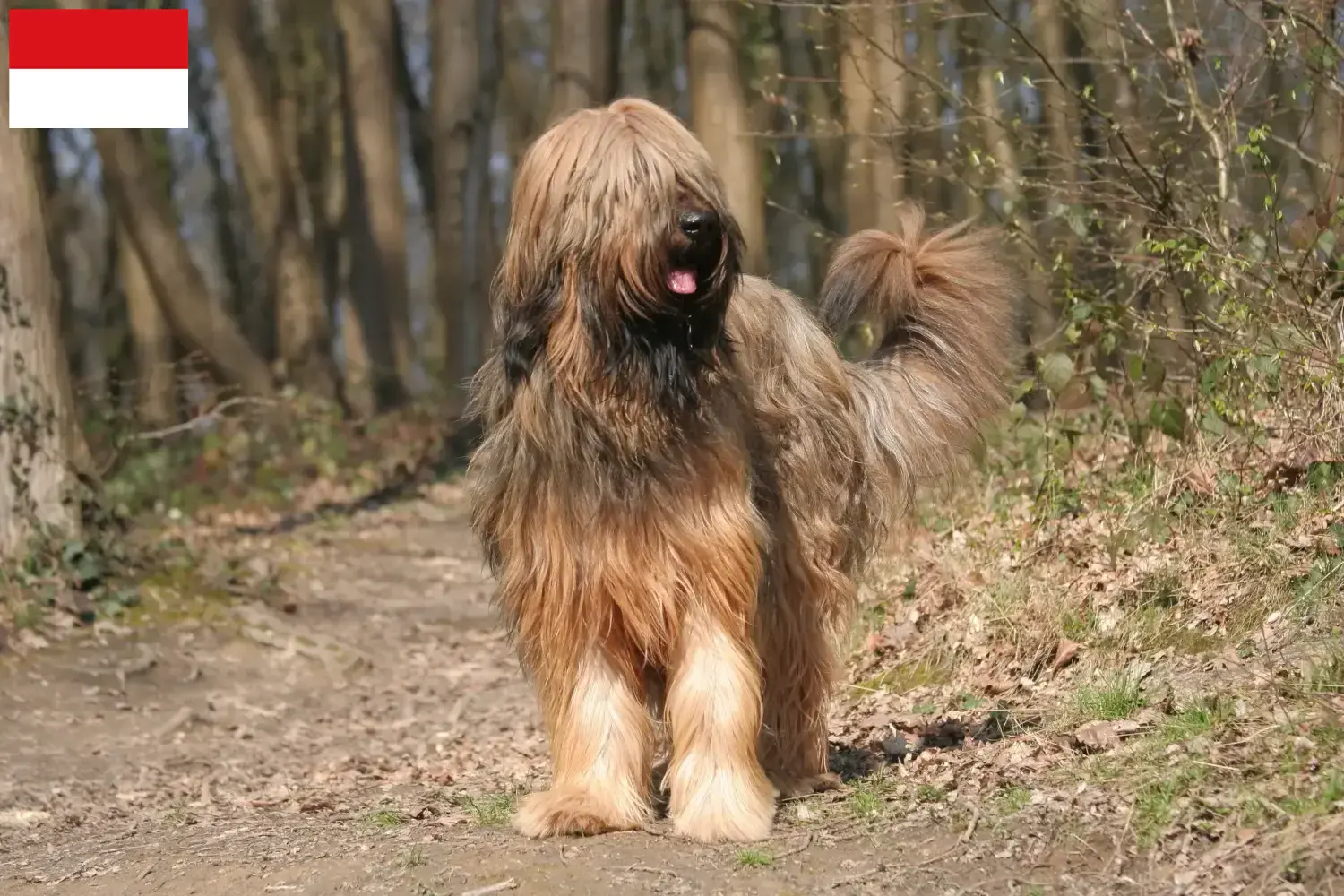 Read more about the article Briard breeders and puppies in Vienna