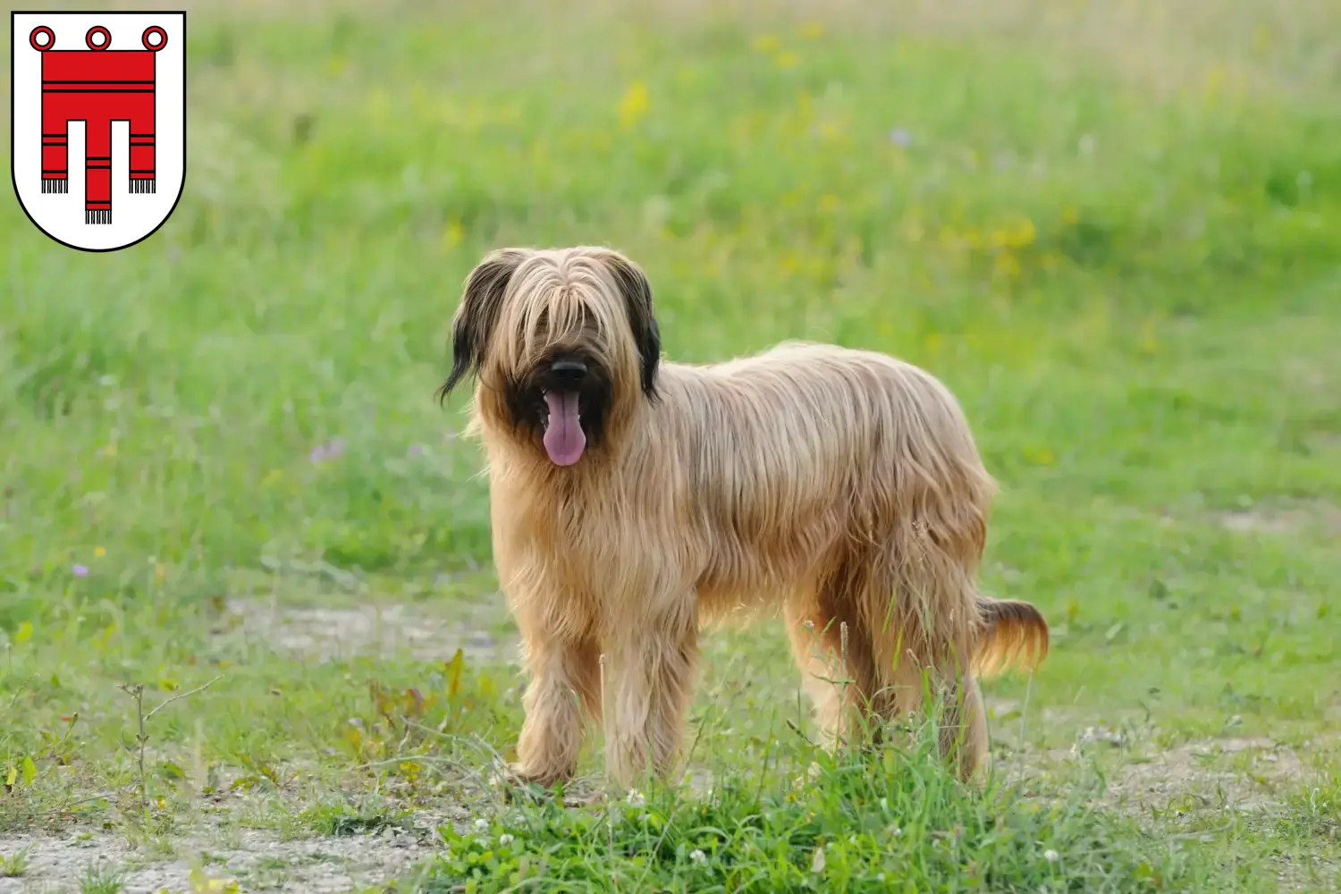 Read more about the article Briard breeders and puppies in Vorarlberg