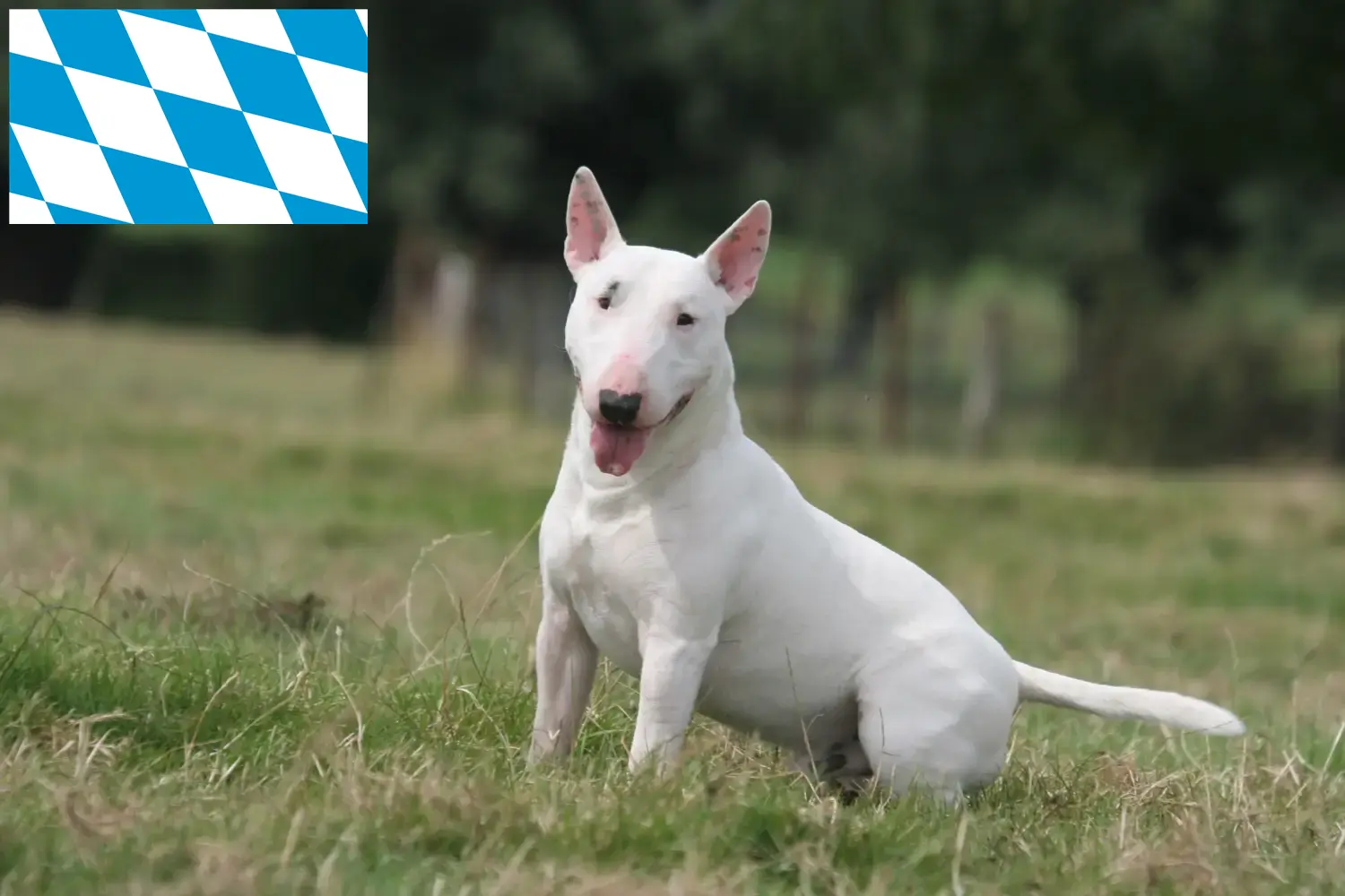 Read more about the article Bull Terrier breeders and puppies in Bavaria