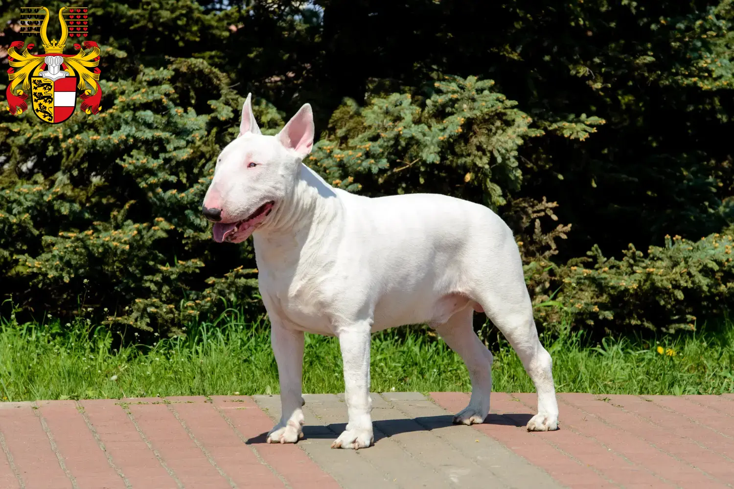 Read more about the article Bull Terrier breeders and puppies in Carinthia