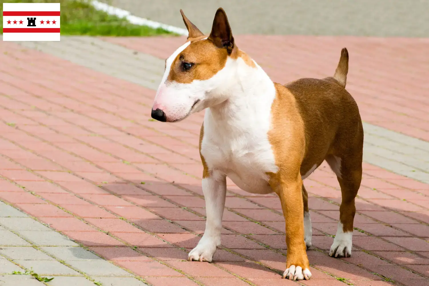 Read more about the article Bull Terrier breeders and puppies in Drenthe