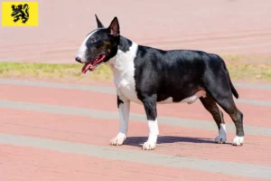 Read more about the article Bull Terrier breeders and puppies in Flanders