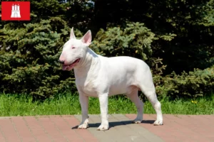 Read more about the article Bull Terrier breeders and puppies in Hamburg