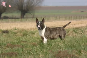 Read more about the article Bull Terrier breeders and puppies in Hovedstaden